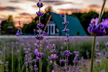 Налибокские секреты с лавандой