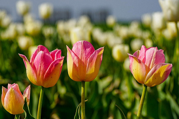 Яркие краски Полесья