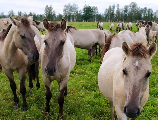 Налибокские секреты с лавандой - Изображение 2