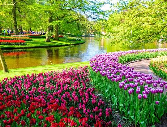 Цветочный маршрут по Нидерландам - Изображение 2