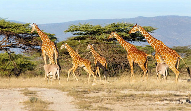 Найроби–Самбуру–Найваша–Масаи-Мара–Найроби