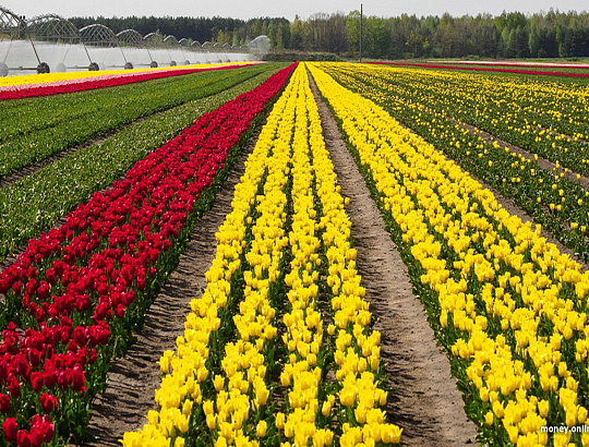 Яркие краски Полесья - Изображение 1