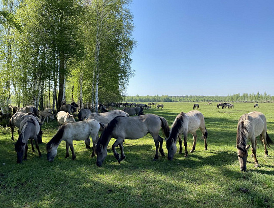Налибокские секреты с лавандой - Изображение 1