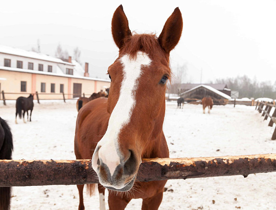 Новогодний музей материальной культуры "Дудутки" - Изображение 1