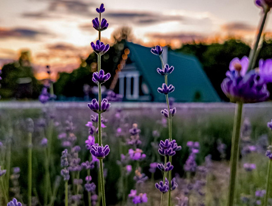 Налибокские секреты с лавандой - Изображение 0