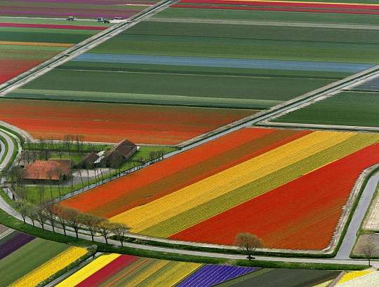 Цветочный маршрут по Нидерландам - Изображение 0