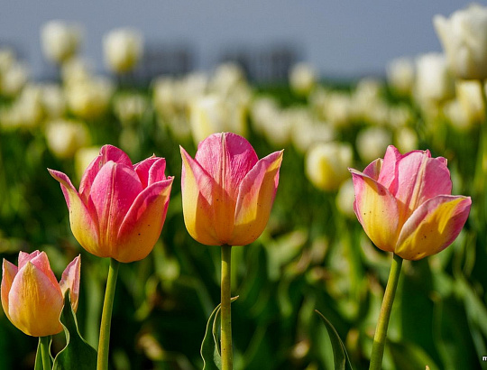 Яркие краски Полесья - Изображение 0